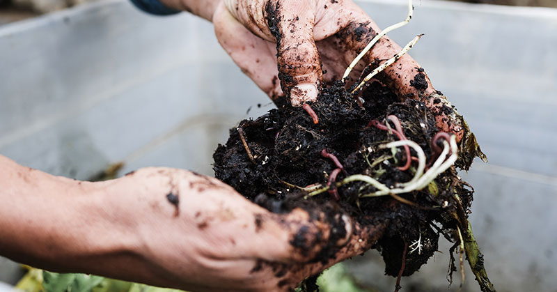 How to use Compost for Vegetable Gardening