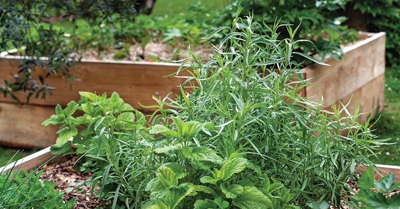 How do I make an Indoor Herb Garden