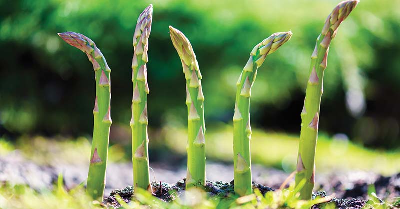 How do you Plant Asparagus Starts