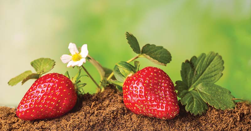 How do you Start Growing Strawberries