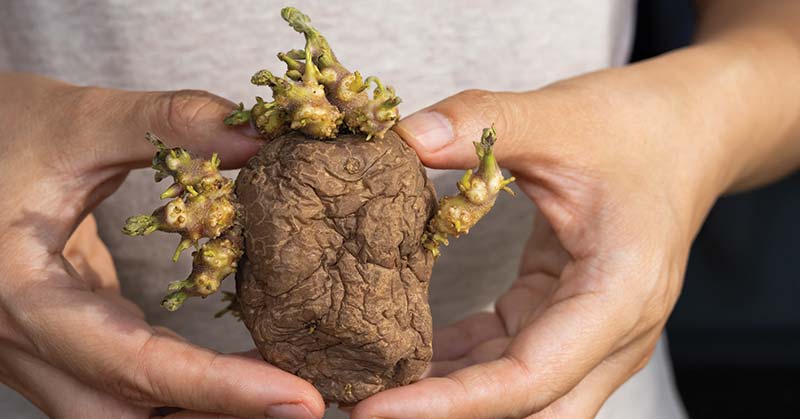 How do you Start Potato Plants