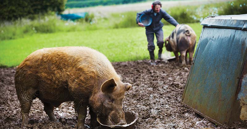 How to Compost Pig Manure