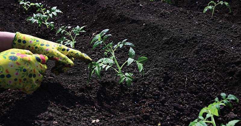 How to Compost Tomato Plants