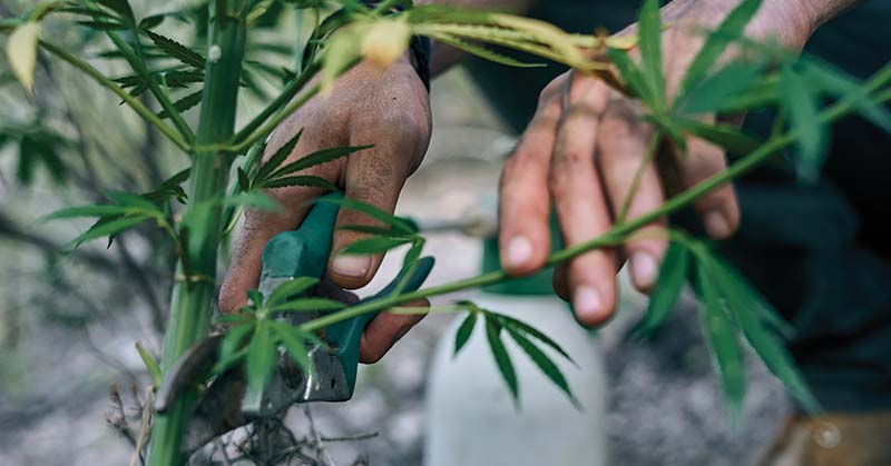 How to Grow Bamboo Seeds